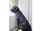 Adopt Penelope a Black - with White Cane Corso / St. Bernard / Mixed dog in