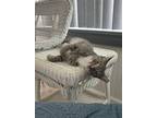 Adopt Sugar Sue a Gray, Blue or Silver Tabby Domestic Shorthair (short coat) cat