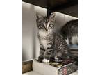 Adopt Miles a Gray, Blue or Silver Tabby Domestic Shorthair cat in Wake Forest