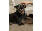 Adopt Ranger a Brindle - with White Australian Cattle Dog / Mixed dog in