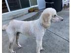 Adopt Sammy a Poodle (Standard) / Mixed dog in Walnut Creek, CA (41497955)