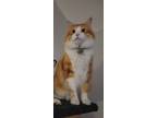 Adopt Matteo a Orange or Red Domestic Mediumhair / Mixed (medium coat) cat in