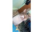 Adopt Max a Gray or Blue Siamese / Mixed (medium coat) cat in Bronx