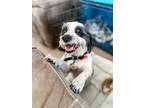 Adopt BELLA! a Gray/Silver/Salt & Pepper - with White Havanese / Mixed dog in