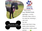 Adopt Chance a Black Poodle (Standard) / Mixed dog in las vegas, NV (41512391)