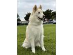 Adopt MOON a White Samoyed / Mixed dog in Sierra Madre, CA (41493040)