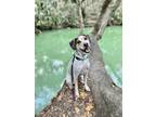 Adopt Rylie a Black - with White Bluetick Coonhound / Mixed dog in Deltona