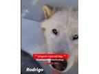 Adopt Rodrigo a White Samoyed / Mixed dog in Sierra Madre, CA (41512360)