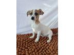 Adopt Silly a White - with Red, Golden, Orange or Chestnut Chiweenie / Mixed dog