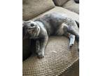 Adopt Basher & Crasher a Gray or Blue Calico / Mixed (short coat) cat in Las