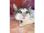 Adopt SIMON a Domestic Shorthair / Mixed (short coat) cat in Wintersville