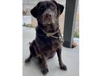 Adopt Barkley a Brown/Chocolate Labrador Retriever / Mixed dog in Herriman