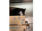 Adopt Fig a Domestic Shorthair / Mixed cat in Abbotsford, BC (41509091)