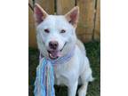 Adopt Luna a Husky / Mixed dog in Darlington, SC (41510311)