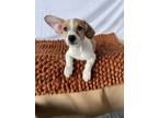 Adopt Nemo a White - with Red, Golden, Orange or Chestnut Jack Russell Terrier /