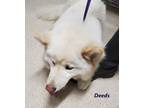 Adopt Deds a White Samoyed / Mixed dog in Sierra Madre, CA (41512229)