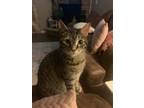 Adopt Moxy a Brown Tabby American Shorthair / Mixed (short coat) cat in
