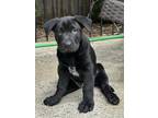 Adopt Sarge a Black Shepherd (Unknown Type) / Australian Kelpie / Mixed dog in