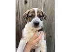 Adopt Captain a Brown/Chocolate - with White Shepherd (Unknown Type) /