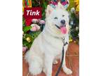 Adopt Tink a White Samoyed / Mixed dog in Sierra Madre, CA (41512190)