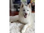 Adopt Longfellow a White Samoyed / Mixed dog in Sierra Madre, CA (41512208)