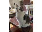 Adopt Murray a White (Mostly) American Shorthair / Mixed (short coat) cat in