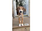 Adopt Maxie a Tricolor (Tan/Brown & Black & White) Beagle / Hound (Unknown Type)