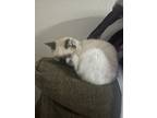 Adopt Smokey a Black & White or Tuxedo Siamese / Mixed (short coat) cat in