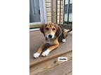 Adopt Joelle a Tricolor (Tan/Brown & Black & White) Beagle / Hound (Unknown