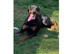 Adopt Draco a Black - with Tan, Yellow or Fawn Doberman Pinscher / Mixed dog in