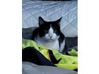 Adopt Mario a Black & White or Tuxedo Domestic Mediumhair (medium coat) cat in