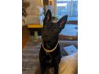Adopt Kira a Black Belgian Malinois / Mixed dog in Lakewood, CO (41512039)