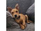 Adopt Peter - Westerly, RI a Red/Golden/Orange/Chestnut Labrador Retriever /