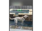 Adopt Scout a White - with Tan, Yellow or Fawn Labrador Retriever / Mixed dog in