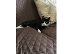 Adopt Buster a Black & White or Tuxedo American Shorthair / Mixed (short coat)