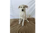 Adopt Ripley a White Labrador Retriever / Mixed dog in Phoenix, AZ (41512037)