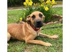 Adopt Betty - Cranston, RI a Tan/Yellow/Fawn Great Dane / Mixed dog in Foster