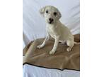 Adopt Tater Tot a White - with Brown or Chocolate Labrador Retriever / Mixed dog