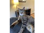Adopt Bella a Gray or Blue Domestic Shorthair / Mixed (short coat) cat in