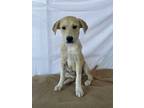 Adopt Pixel a White - with Brown or Chocolate Labrador Retriever / Mixed dog in