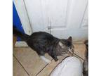Adopt Loki a Calico or Dilute Calico Domestic Longhair / Mixed (medium coat) cat