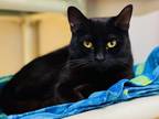 Adopt Riley a Domestic Shorthair / Mixed cat in Edmonton, AB (41488275)
