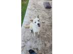 Adopt Echo a Tan/Yellow/Fawn Mutt / Mixed dog in Humble, TX (41511983)