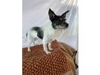Adopt Skunk a White - with Black Terrier (Unknown Type, Small) / Mixed dog in