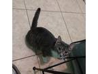Adopt Precious a White (Mostly) American Shorthair / Mixed (medium coat) cat in