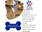 Adopt Atlas a White Boykin Spaniel / Eskimo Spitz / Mixed dog in las vegas