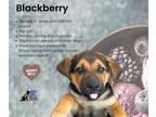 Adopt Sundae Puppy- Blackberry a Black - with Tan, Yellow or Fawn German