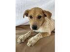 Adopt Poppy a White - with Red, Golden, Orange or Chestnut Great Pyrenees /