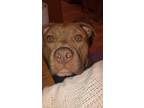 Adopt Remington David a Red/Golden/Orange/Chestnut American Pit Bull Terrier /