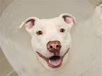 Adopt FOSTER a White Pit Bull Terrier / Mixed dog in Denver, CO (41508038)